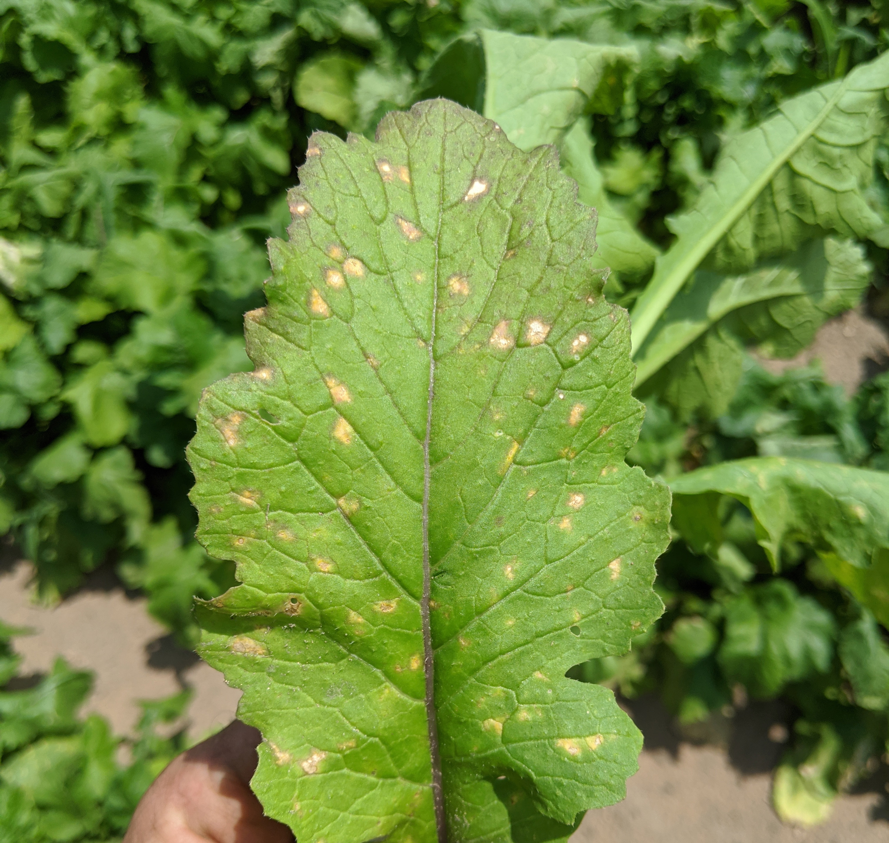 Downy mildew